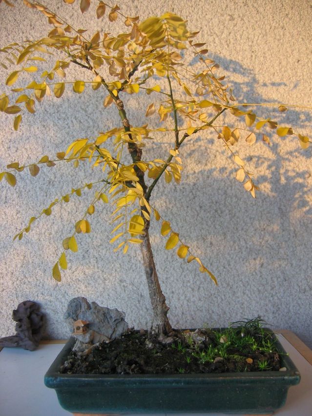 Bonsaï mania Evolution Sophora japonica